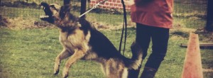 A fear aggressive / reactive German Shepherd lunges at another dog