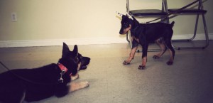 German Shepherd and Doberman Puppy Play