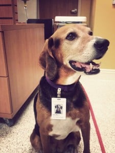 Lucille was adopted at the age of 5 from the Oakville/Milton Humane Society. After completing Foundation Skills and Canine Good Neighbour classes, she recently passed her St. John's Therapy Dog exam! Here she is pictured at work with her therapy dog ID badge.