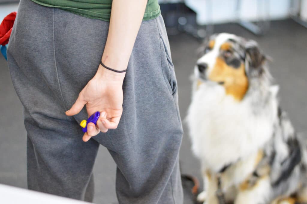 Person holding clicker, dog giving eye contact