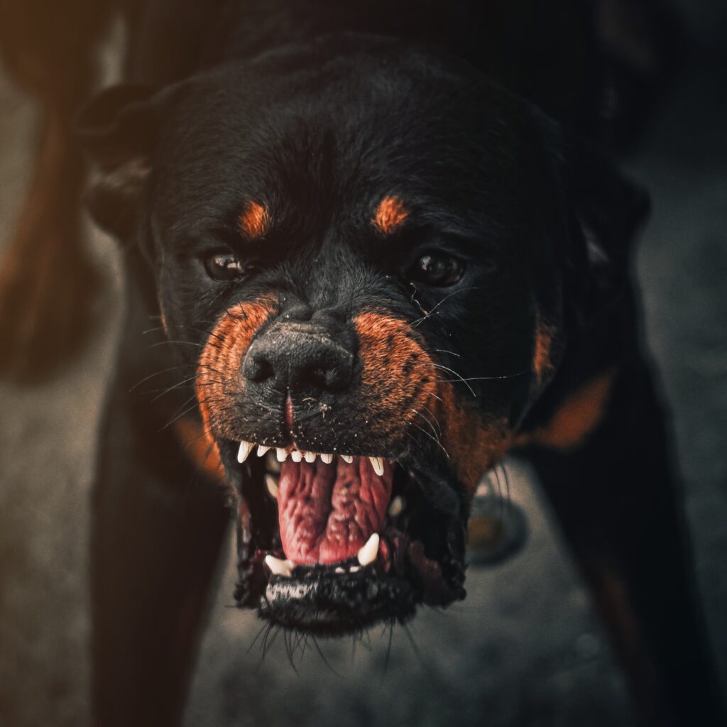 Rottweiler snarling, reactive dog