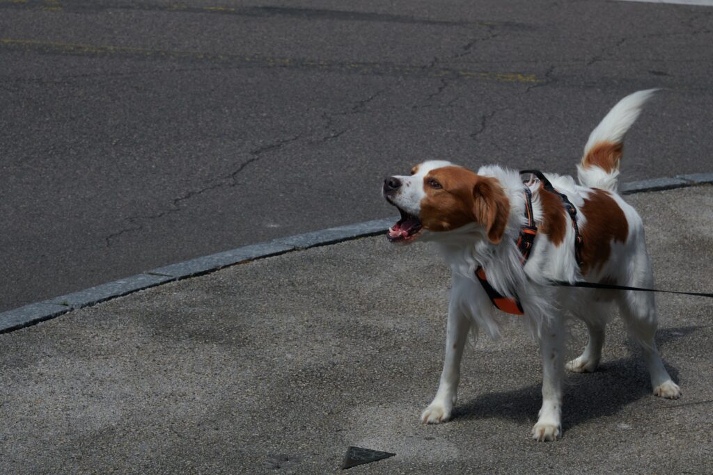 Cavalier dog lunging and barking on leash